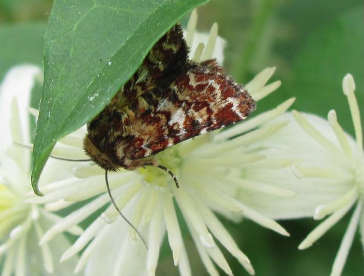 Anarta (Anarta) myrtilli (Noctuidae)